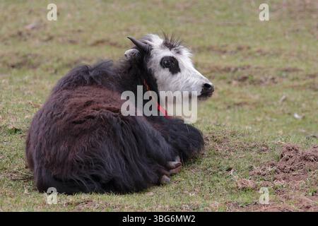 Dzo, o ibrido Yak/bestiame addomesticato, praterie vicino a Ruoergai, Sichuan occidentale, Cina Foto Stock