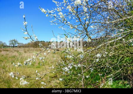 La prugna bianca Mirabelle fiorisce all'inizio della primavera - Francia centrale. Foto Stock