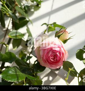 Bella rosa arrampicata rosa chiaro e bianco Pierre De Ronsard che fiorisce in balcone in estate. Fiore di rosa. Concetto di giardinaggio. Foto Stock