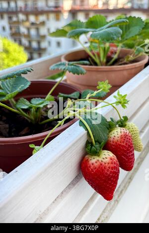 Fragole coltivate in pentole sul balcone. Concetto di giardinaggio domestico. Cibo sano e vegetariano. Direttamente sopra. Foto Stock