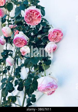 Bella rosa arrampicata rosa chiaro e bianco Pierre De Ronsard che fiorisce in balcone in estate. Fiore di rosa. Concetto di giardinaggio. Foto Stock
