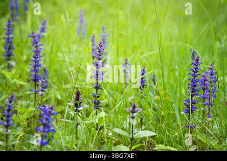 Blooming bugleweeds blu (Ajuga reptans) nel prato estivo Foto Stock