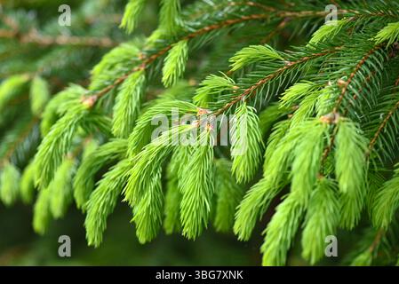 Rami di abete rosso con nuovi germogli su uno sfondo verde naturale nella foresta primaverile. Sfondo naturale Foto Stock