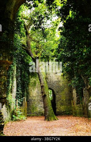 Posti abbandonati. Grandi querce e viti di edera che crescono nella navata delle rovine della chiesa di St Mary, East Somerton, Norfolk. Foto Stock