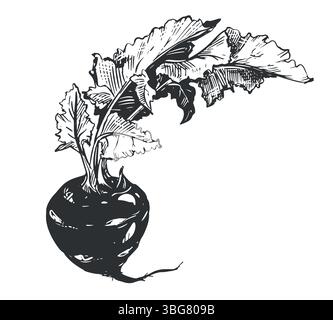 Illustrazione vettoriale disegnata a mano del kohlrabi. Verdure salutari in stile incisione. Disegno dettagliato dell'inchiostro del cavolo. Prodotto del mercato agricolo. Radicare le verdure con foglie per menu, etichetta, icona. Illustrazione Vettoriale