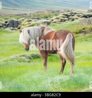 cavallo islandese selvaggio Foto Stock