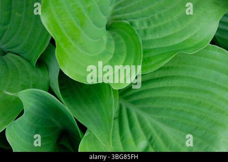 primo piano di foglie verdi di hosta in giardino, norfolk, inghilterra Foto Stock
