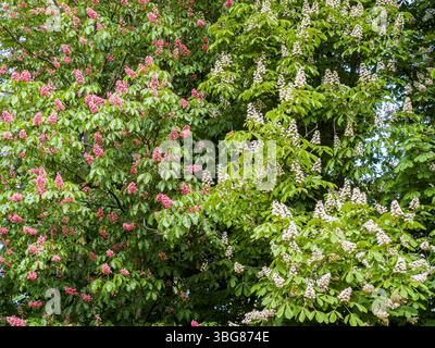 La castagna ibrida di Cavallo rosso, Aesculus * carnea (sinistra) e ippocastano, comune, castagno europeo, Aesculus hippocastanum, in fiore a Dendrologi Foto Stock