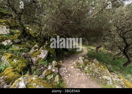 Rocce e alberi ricoperti di muschio lungo un sentiero tortuoso attraverso un uliveto in sardegna, italia, creano un tranquillo paesaggio naturale Foto Stock