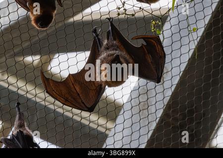 Zooparc de Beauval, Francia - 23.5,2025: La volpe volante di Rodrigues o pipistrello della frutta di Rodrigues (Pteropus rodricensis) Foto Stock