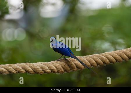 Zooparc de Beauval, Francia - 23.5,2025: Starling al petto d'oro, Cosmopsarus Regius. arroccato su una corda spessa su uno sfondo verde sfocato. Foto Stock