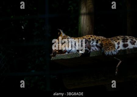 Un leopardo dorme tranquillamente su una piattaforma di legno in un'area buia e ombreggiata. Il giaguaro (Panthera onca) è una grande specie di gatto e l'unico memo vivente Foto Stock