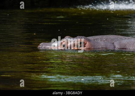 Un ippopotamo parzialmente sommerso in acqua, con occhi e orecchie visibili sopra la superficie, circondato da un ambiente acquatico naturale. Il pigmeo Foto Stock