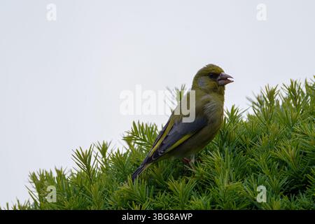 Un verdeggiante europeo arroccato su una lussureggiante macchia verde contro un cielo limpido. Il greenfinch europeo o semplicemente il greenfinch (Chloris chloris) è un piccolo Foto Stock