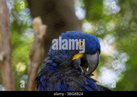 Un pappagallo blu vibrante con un anello a occhio giallo appollaiato su un ramo, circondato da lussureggianti foglie verdi, che creano un ambiente naturale e sereno. La iacinta Foto Stock