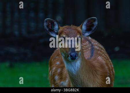 Un primo piano di un giovane bushbuck con pelliccia bagnata, in piedi su erba verde. Il capo bushbuck (Tragelaphus sylvaticus), noto anche come imbabala Foto Stock