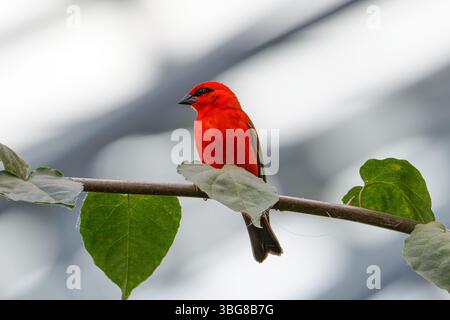Un vivace uccello rosso arroccato su un ramo con foglie verdi su sfondo sfocato. La fogna rossa (Foudia madagascariensis), nota anche come Madag Foto Stock