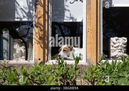 Cane sdraiato in una finestra, casa, Chipping Campden, Cotswolds, Inghilterra, gran Bretagna Foto Stock