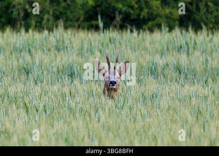 Un cervo con palchi sbircia attraverso l'erba alta in un lussureggiante campo verde. Il capriolo (Capreolus capreolus), noto anche come capriolo, capriolo occidentale Foto Stock