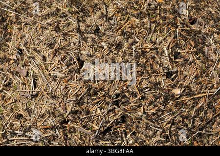 Un primo piano estremo di formiche forestali su tumuli fatti di aghi di pino e ramoscelli in ambiente naturale Foto Stock