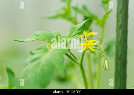 Inizio della fruizione dei pomodori in una serra. Foto Stock