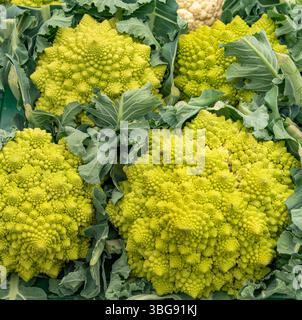 Primo piano di un cavolfiore Romanesco fresco verde Foto Stock