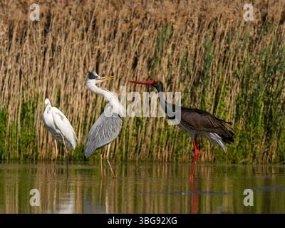 Airone grigio, Ardea cinerea, uccello singolo in acqua che pesca con cicogna nera, Ungheria, maggio 2025 Foto Stock
