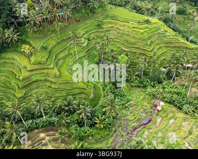 Vista aerea delle terrazze di riso esotiche nel villaggio di Tegalalang, Bali, Indonesia, con colline e splendidi paesaggi naturali Foto Stock