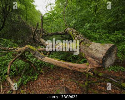 Gefällter Baumstamm im Urwald Sababurg, Gutsbezirk Reinhardswald Hofgeismar Hessen Deutschland *** tronco di albero abbattuto nella foresta primordiale di Sababurg, distretto immobiliare di Reinhardswald Hofgeismar Hesse Germania Foto Stock