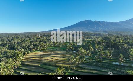 Campi di riso dorati e palme si dispiegano sotto la sagoma torreggiante del Monte Rinjani, maestoso vulcano Lombok, sotto un cielo azzurro. Foto Stock