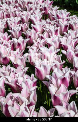 Tulip Flowers 'Sanne' Variety in Spring Foto Stock
