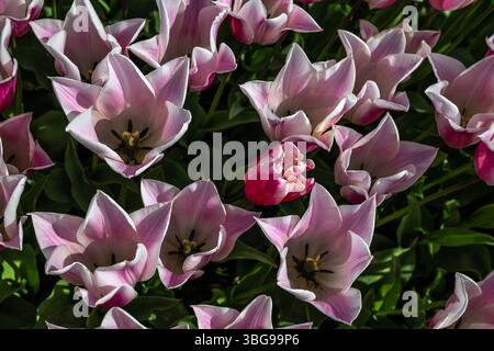 Tulip Flowers 'Sanne' Variety in Spring Foto Stock