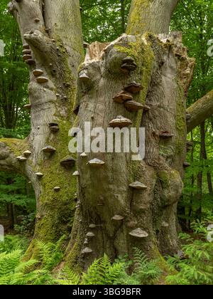 Abgestorbener Baum mit Baumpilzen im Urwald Sababurg, Gutsbezirk Reinhardswald Hofgeismar Hessen Deutschland *** albero morto con funghi nella foresta primordiale di Sababurg, distretto immobiliare di Reinhardswald Hofgeismar Hesse Germania Foto Stock