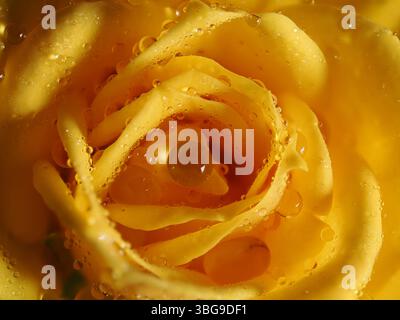 La foto è una foto macro di una rosa gialla con goccioline d'acqua sui petali. Il primo piano rivela la consistenza dei petali, i colori ricchi e le gocce scintillanti Foto Stock