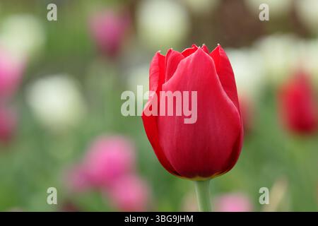 Tulipa Kingsblood tulipano che mostra le caratteristiche fioriture rosse brillanti con una spruzzata di giallo alla base, fiorito ad aprile. REGNO UNITO Foto Stock