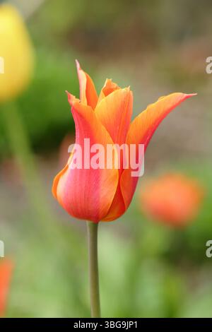 Tulipa Ballerina. Tulip Ballerina, tulipani fioriti di giglio che mostrano caratteristici petali di colore arancione e rosso ad aprile. Regno Unito Foto Stock