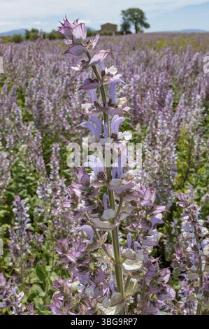 Il saggio Clary, noto anche come salvia Muscat, salvia romana, salvia scarlatta e feverfew scarlatta, è una specie vegetale del genere salvia nella famiglia dei labiati con Foto Stock