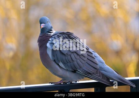piccione seduto sul balcone di una casa Foto Stock
