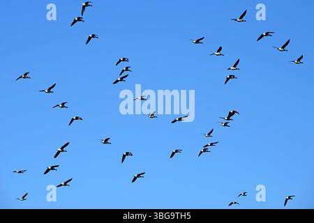 Flock of migrating brant geese / brent goose group (Branta bernicla) flying against blue sky during migration in spring Foto Stock