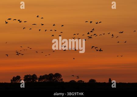 Stormo di oche brant migranti / gruppo di oche brant (branta bernicla) si è sagomato in volo contro il cielo arancione del tramonto durante la migrazione in primavera Foto Stock