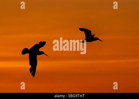 Due comuni oystercatcher pied / oystercatcher eurasiatico (Haematopus ostralegus) sagomati in volo contro il cielo arancione del tramonto Foto Stock