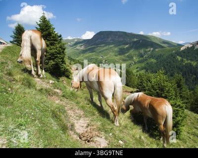 Pascolo e libera circolazione dei cavalli Haflinger su un pendio delle Alpi altoatesine nella regione di Merano 2000 in estate Foto Stock