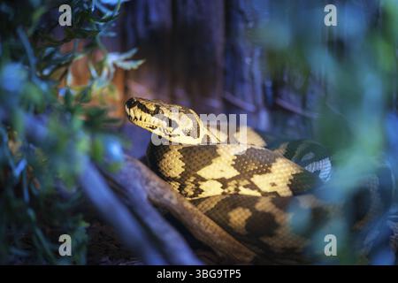 Primo piano di un pitone di tappeti della giungla (Lat: Morelia spilota cheynei) nel sottobosco Foto Stock