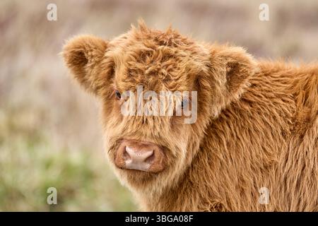 Ritratto di un simpatico vitello di bestiame scozzese su un pascolo in Scozia Foto Stock