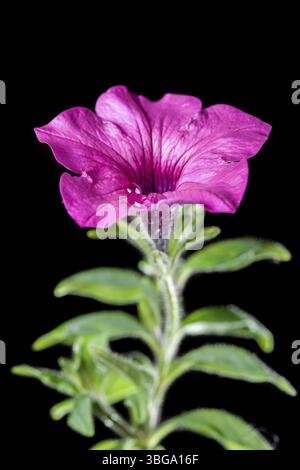 Primo piano di uno stelo di petunia (lat: Petunia) con foglie aperte e singole gocce d'acqua in vista laterale su sfondo nero Foto Stock