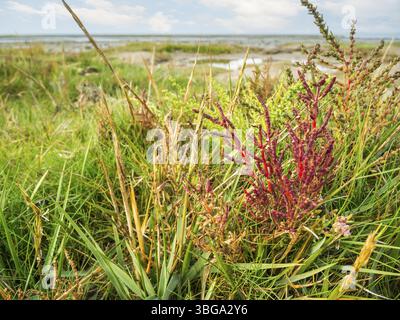 Primo piano della Salicornia europaea sulla costa del Mare del Nord nelle saline nell'autunno 2020 Foto Stock