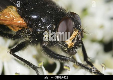 Immagine macro di una mosca domestica (Musca domestica) dal lato Foto Stock