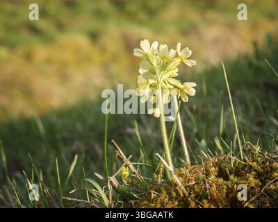 Vista ravvicinata di un piccolo fiore chiave (Primula veris) sul Moss gedeiend. Ubicazione: Allgaeu in Baviera nell'aprile 2016 Foto Stock