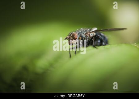 Vista macro frontale laterale su tutto il corpo di una mosca blu (Calliphora vicina) seduta su una foglia verde Foto Stock