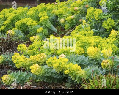 Vista a tutto campo di un gruppo di ruspi (in latino: Euphorbia myrsinites) in primavera nella Frisia orientale Foto Stock